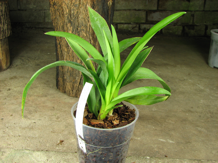 Howeara Chian-Tzy Lovely 'CT Moon Beauty'.jpg