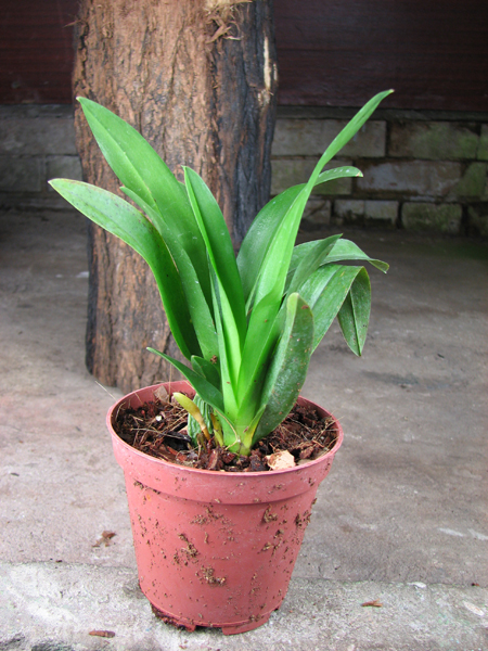 Howeara Chian-Tzy Lovely 'CT Golden Bug'.jpg