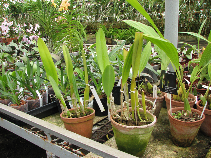 Laelia lobata var alba plena.jpg