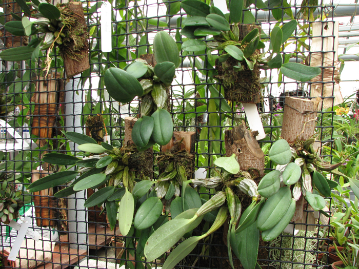 Dendrobium lindleyi.jpg