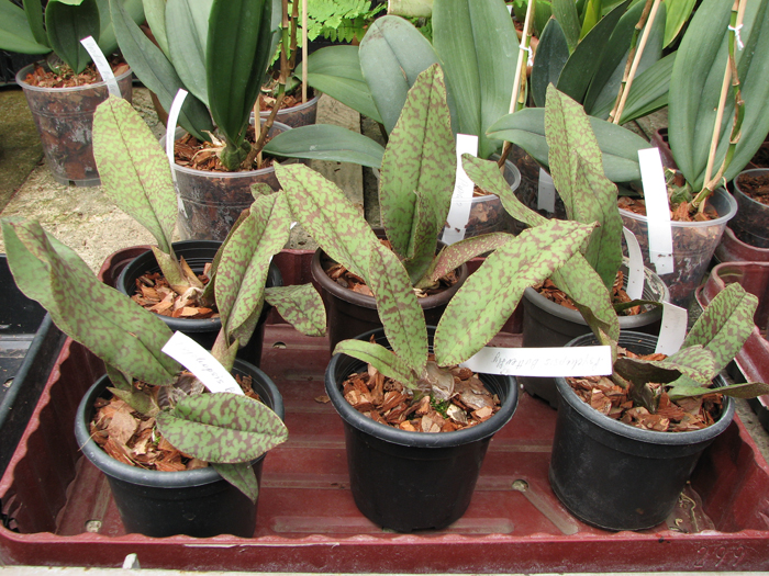 Psychopsis Butterfly (sanderae x papilio).jpg
