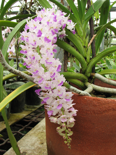 Rhynchostylis retusa.jpg