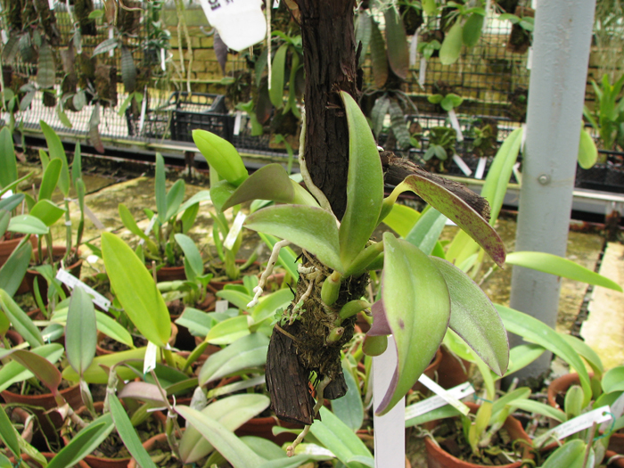 Laelia alaori alba 'Snow Flakes' x Laelia alaori alba 'SC'.jpg
