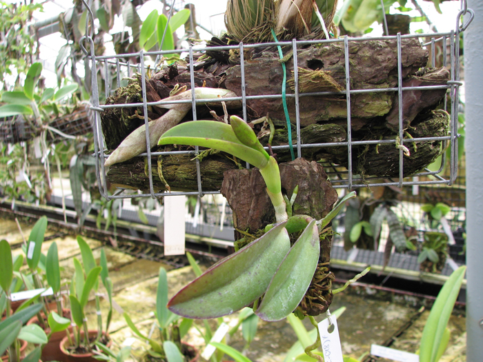 Laelia alaori escura x self.jpg