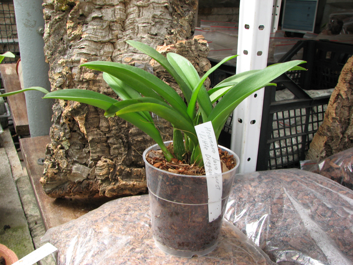 Howeara Lava Burst 'Little Dragon'.jpg