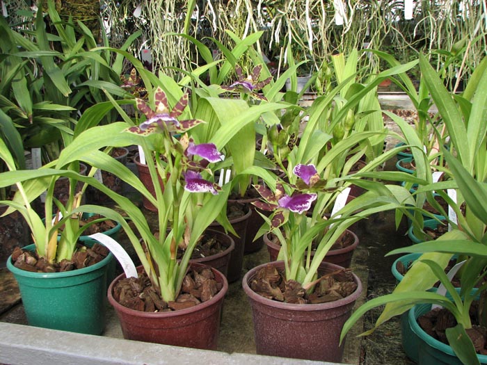 Zygopetalum Barbel Hohn.jpg