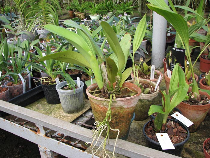 Cattleya trianae amesiana A x Cattleya trianae amesiana B.jpg
