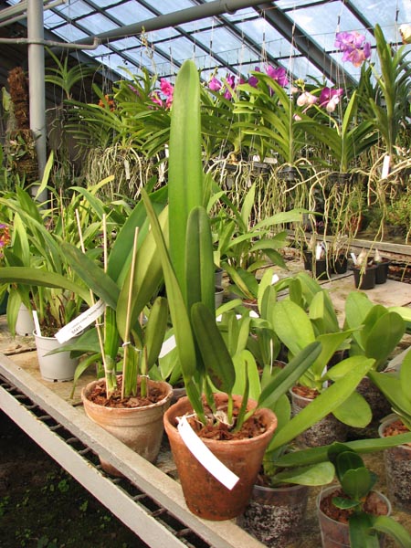Laelia purpurata (venosa x trilabelo).jpg