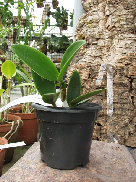 Cattleya loddigesii trilabelo x self.jpg