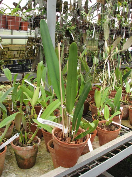 Laelia purpurata (Schusteriana x aco do Clito).jpg