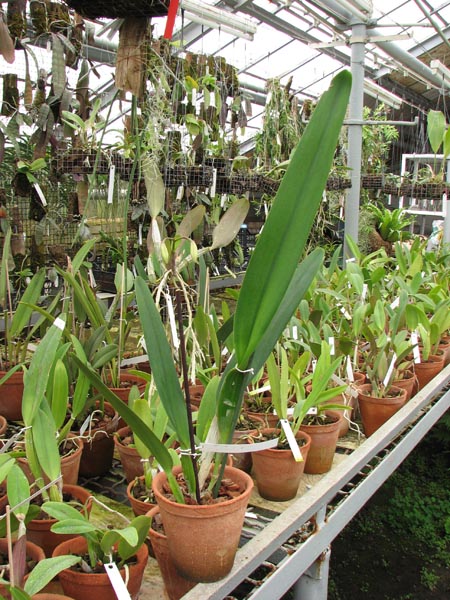 Laelia purpurata (Anelata 'Adans' x Anelata).jpg