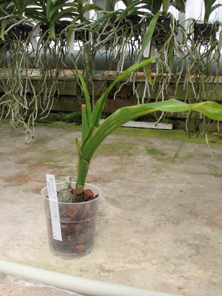 Cycnodes Taiwan Gold 'ORCHIS'.jpg