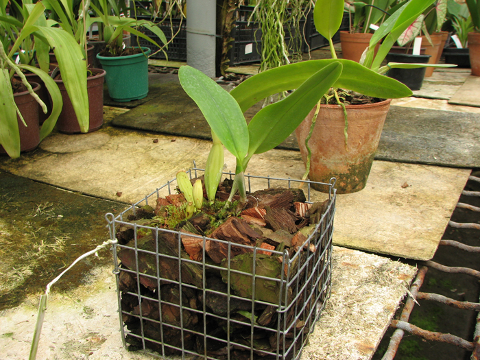 Cattleya rex x rex.jpg