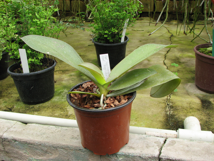 Phalaenopsis Sogo Lawrence x Phalaenopsis Kung's Red Cherry.jpg