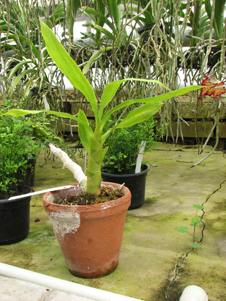 Cycnoches (hagii x barthiorum).jpg