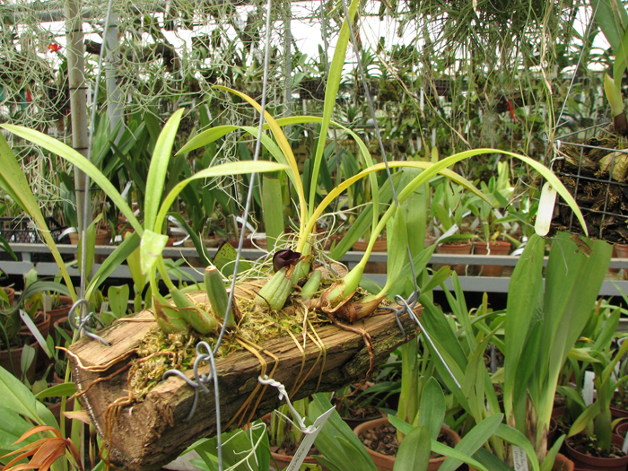 Maxillaria schunkeana.jpg