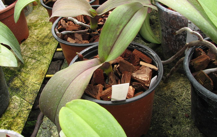 Phalaenopsis Everspring Prince 'Butterfly'.jpg