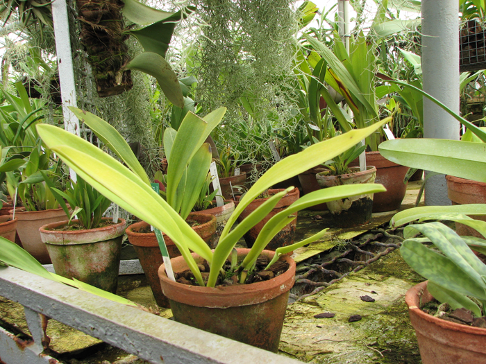 Masdevallia regina.jpg