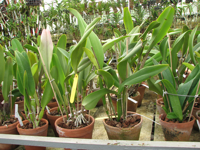 Blc Taiwan Queen 'Golden Monkey'.jpg