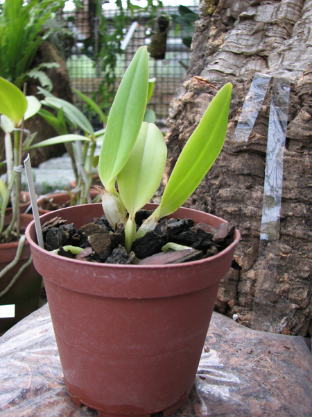 C Sea Breeze 'Fellraths Pride'.jpg