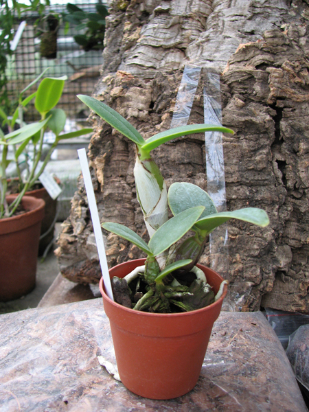 Cattleya nobilior amalie.jpg