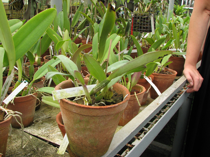 Cattleya trianae 'Da Vitoria' x Cattleya trianae concolor 'Rinaldi'.jpg
