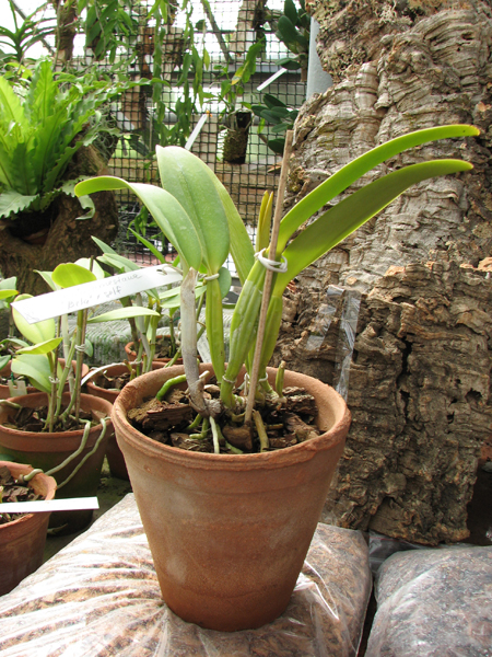 C labiata amesiana 'Bela' (Z-8) x SELF.jpg