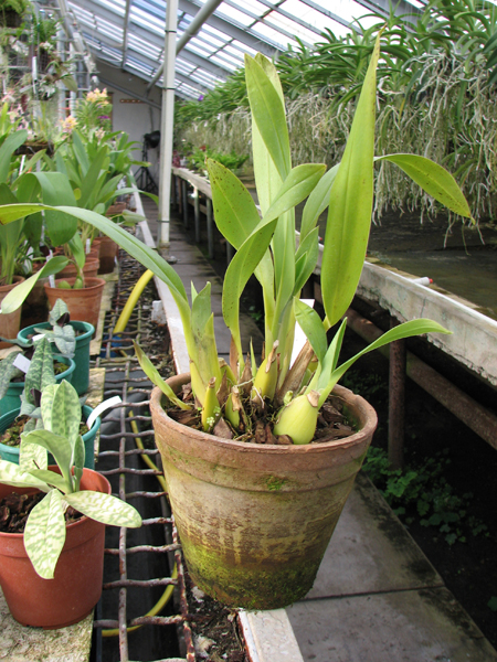 Maxillaria Fabricio Suarez.jpg