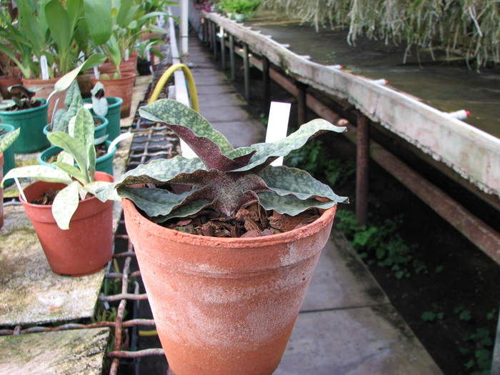 Paphiopedilum malipoense.jpg