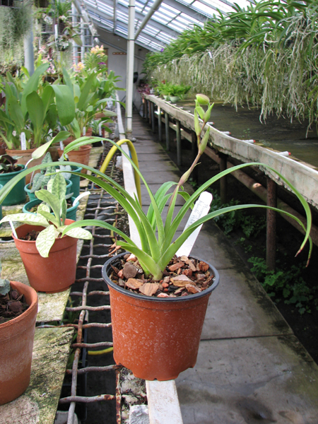 Phragmipedium Petit Anquette (pearcei x dalessandroi).jpg