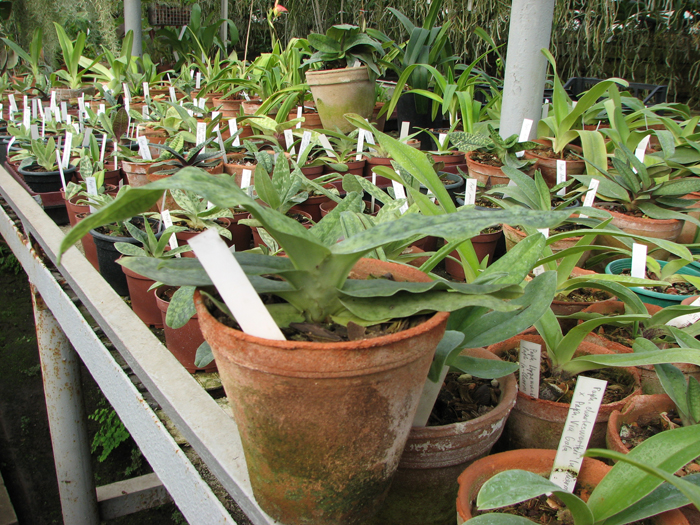 Paphiopedilum emersonii x micranthum.jpg