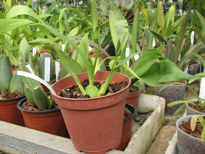 Oncidium Twinkle 'CT Golden Fragrance'.jpg