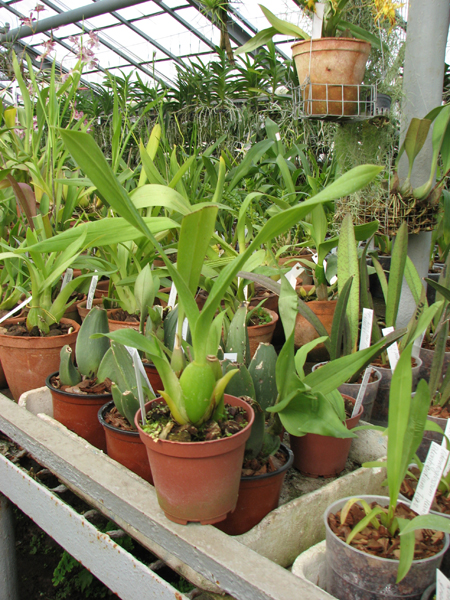 Oncidium Namboh Waltz ‘Boso Sweet’.jpg