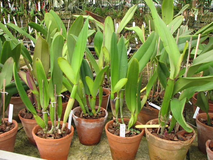 Blc Toshie Aoki 'Pizazz Subv OC'.jpg