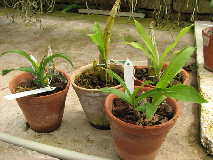 Catasetum tenebrosum.jpg