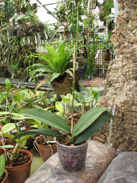 Oncidium papilio.jpg