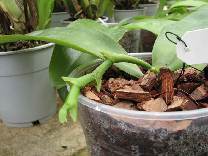 Phalaenopsis violacea 'Borneo'.jpg