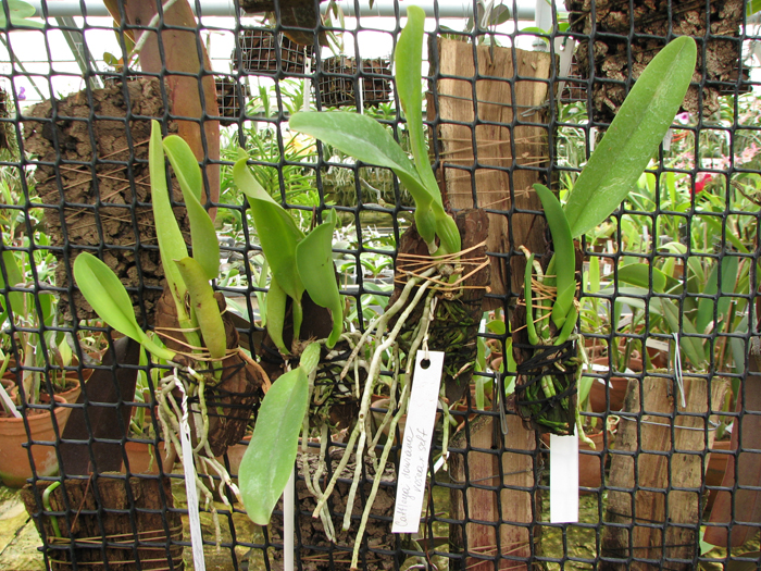Cattleya dowiana rosea x self.jpg