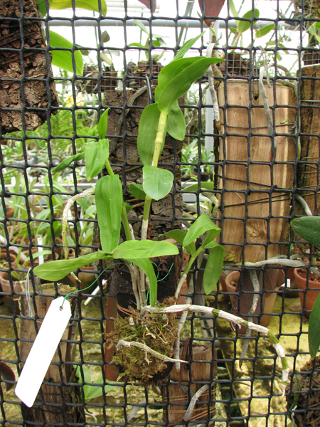 Dendrobium unicum.jpg