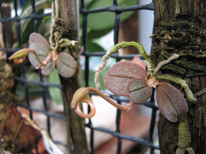 Aerangis punctata.jpg