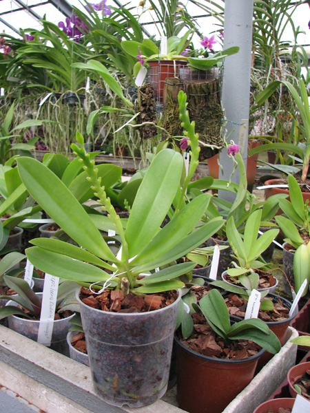 Phalaenopsis cornu-cervi.jpg