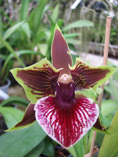 Zygopetalum Rhein Harlequin 'Cappuccino'.jpg