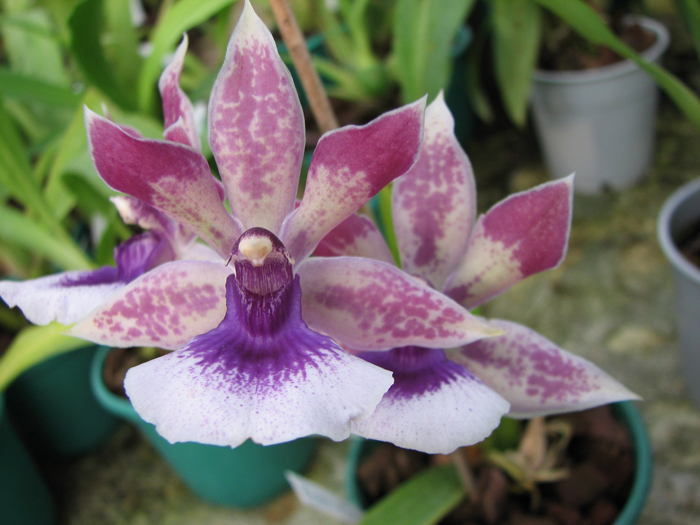 Zygopetalum 'Rhein Blue Angel'.jpg