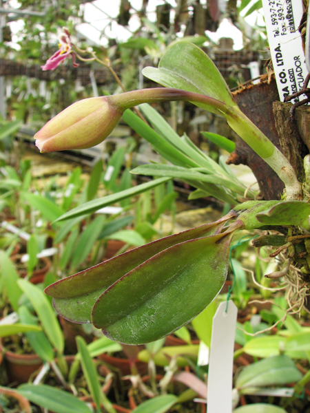 Laelia alaori escura x self.jpg