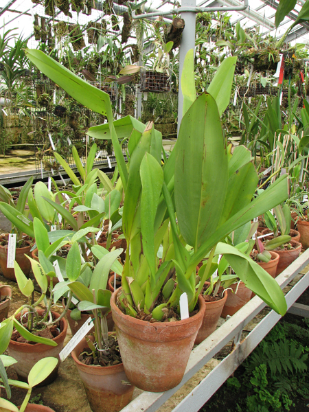 Maxillaria Macas (sanderiana x fletcheriana).jpg