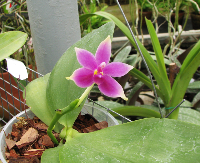 Phalaenopsis violacea 'Borneo'.jpg