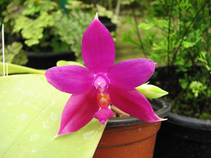 Phalaenopsis violacea.jpg