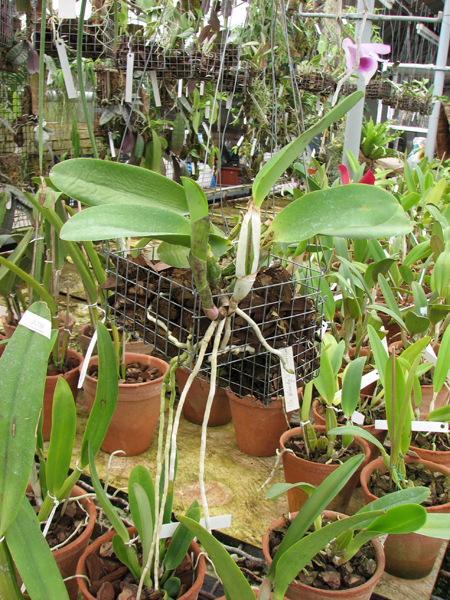 Laeliocattleya Aloha Case 'Ching Hua' (Mini Purple x walkeriana).jpg