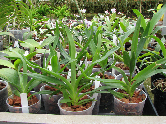 Angraecum sesquipedale.jpg