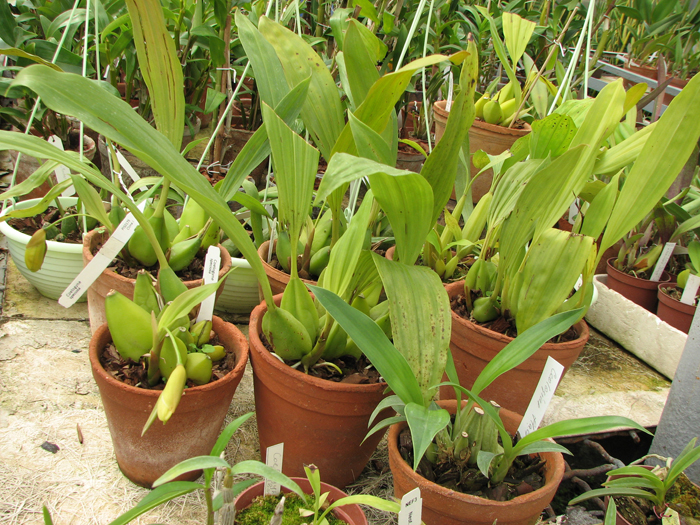 Coelogyne speciosa.jpg